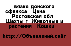 вязка донского сфинкса › Цена ­ 1 500 - Ростовская обл., Шахты г. Животные и растения » Кошки   